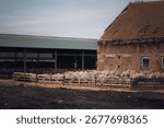 A flock of sheep in a rustic barn setting.