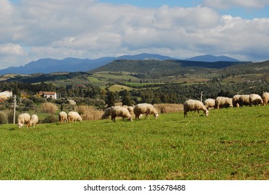 Flock Of Sheep In Sardinia