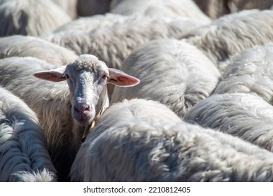 Flock Of Sheep In Sardinia.