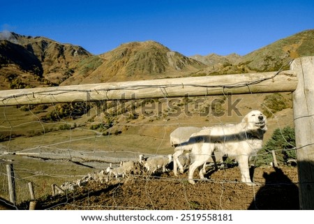 Flock of sheep and sheepdog, Corrau d Unha, Unhòla valley, Aran valley, Lleida, Pyrenean mountain range,  Catalonia , Spain, europe