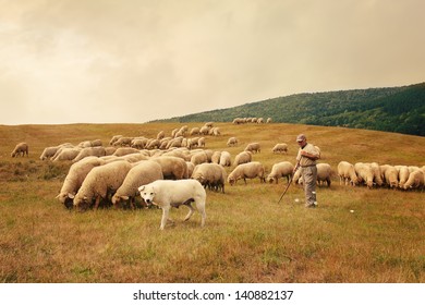 Flock of sheep and shepherd