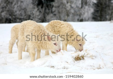 Flock of sheep skudde with lamb eating the hay meadow covered with snow. Winter on the farm.