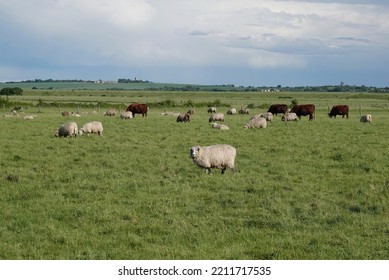 A Flock Of Sheep And A Small Herd Of Cows Grazing In A Field In Essex, UK.