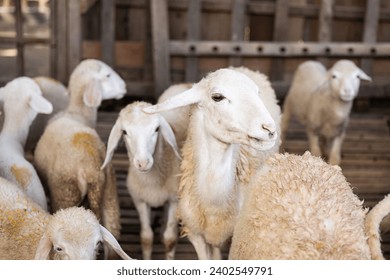 Flock of sheep in stable at livestock farm. - Powered by Shutterstock