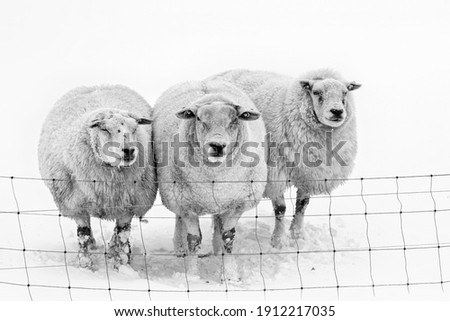 Similar – Sheep in winter in snow with thick fur