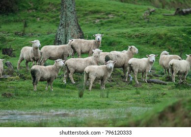 A Flock Of Sheep Standing On A Hillside During Winter On A Sheep Farm In The Wairarapa In New Zealand