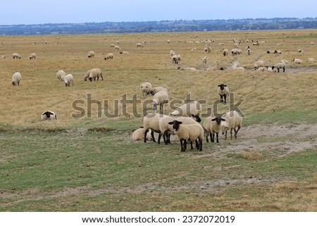 flock of sheep of the SUFFOLK species on folk grazing in northern France Normandy