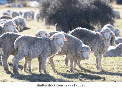 A flock of sheep in the sunlight