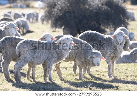 A flock of sheep in the sunlight