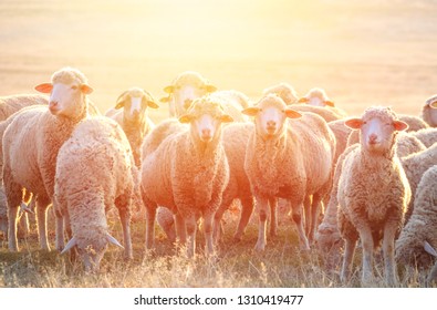 Flock of sheep at sunset - Powered by Shutterstock