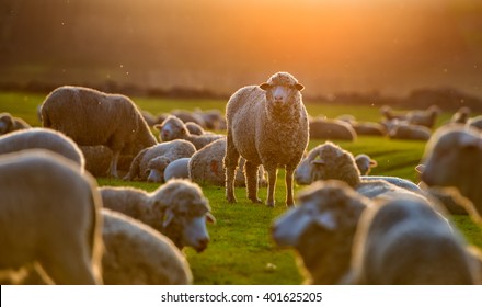 Flock of sheep at sunset
