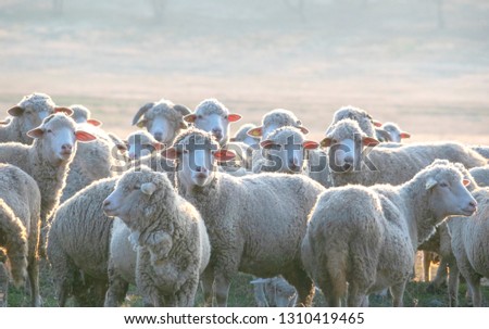 Similar – Sheep in winter in snow with thick fur