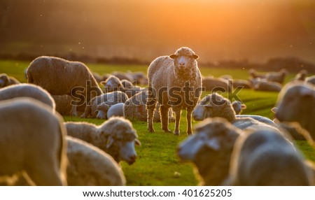 Flock of sheep at sunset
