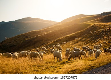 Flock of sheep at sunset in the mountains in Livigno, Italy. - Powered by Shutterstock