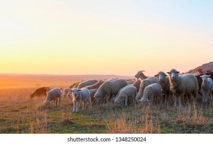 Flock of sheep at sunset in sprintime - Powered by Shutterstock