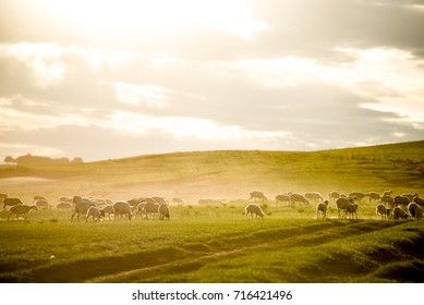 Sheep Images, Stock Photos & Vectors  Shutterstock