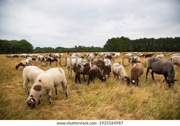 flock of sheep under\
supervision of a shepherd grazing for natural management of the\
nature reserve