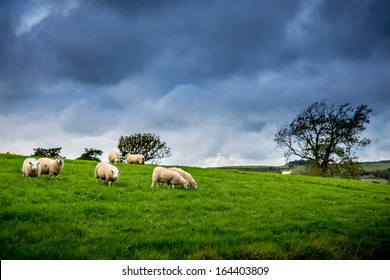 Flock of Sheep Under The Weather