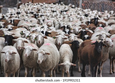 flock of sheep walking in the countryside