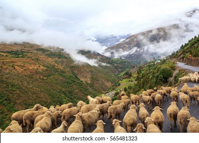 Flock of sheep walking on the mountain road  Manali - Leh in Darcha, Himachal Pradesh, India.