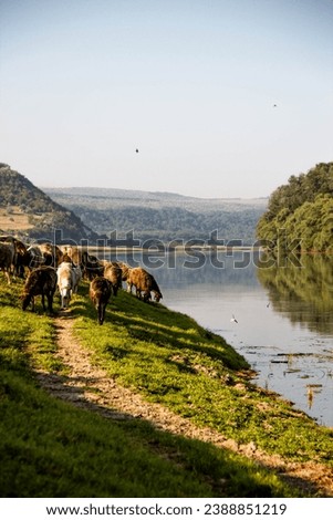 Flock sheep in whilde free range in Moldova, river Dniester