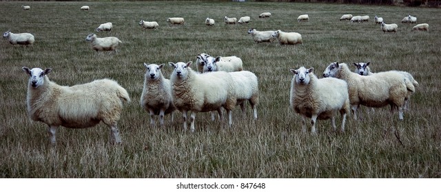 18 Follow like sheep Images, Stock Photos & Vectors | Shutterstock