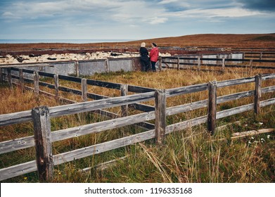 A flock of sheep in a wooden pen in the north of Iceland.