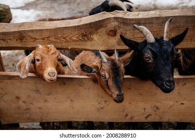 Flock In Sheepfold, Farm Livestock Pen Of Countryside In Winter Day, Brown Woolly Sheep And Goats With Lambs Standing In The Shelter And Peek Through Wooden Fence, Animals Are Covered In Thick Wool.