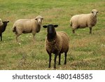 Flock of sheeps