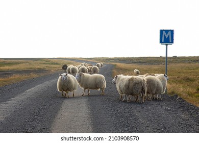 A flock of sheeps crossing an isolated dirty road n the Vatnsnes peninsula, Iceland, with shepherd and a car stopped