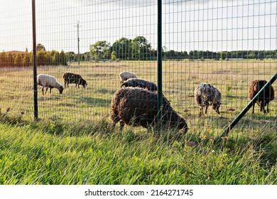 Flock sheeps grazing on agricultural fields at sunset. Green pasture with sheep in countryside