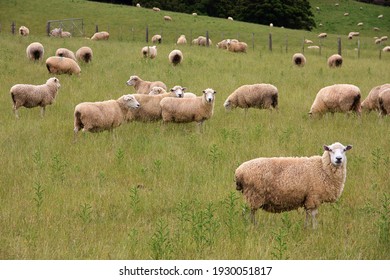 Flock of sheeps in the hills of New Zealand
