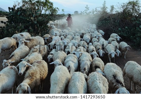 flock of sheeps is returning home from a field