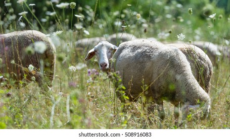 Flock of Sheeps (selective focus) on a meadow at a hot summer day