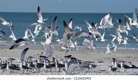 Flock Of Shore Birds Taking Flight On Beach
