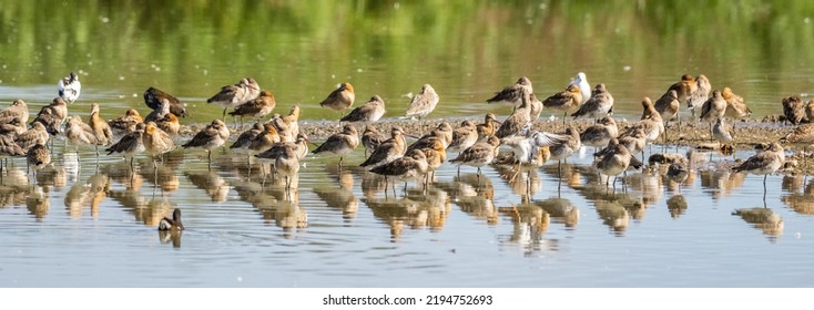 Flock  Of Shore Wading Birds Resting On The Shore Of A Lake
