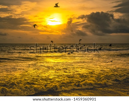 Similar – Image, Stock Photo flock of seagulls