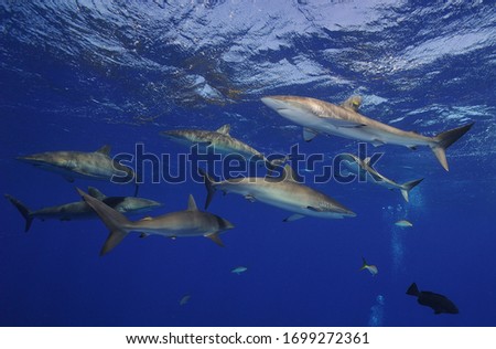 The flock of silk sharks at the surface of the sea.