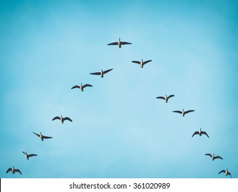 A flock (skein) of Canada geese flying in V formation for effective energy conservation. Vintage look. Leadership effectivity teamwork. Location: Lund, southern Sweden.
