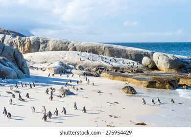 Flock of small African penguins at Boulder Beach just outside Cape Town, South Africa