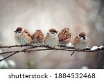 Flock of small bird sparrow sitting on tree branch on winter nature background
