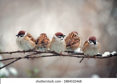 Flock of small bird sparrow sitting on tree branch on winter nature background
				