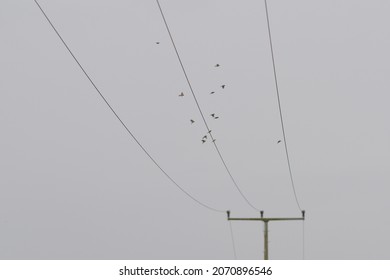 Flock Of Small Birds Flying Towards And Landing On Overhead Power Line On Grey Overcast Dark Moody Day