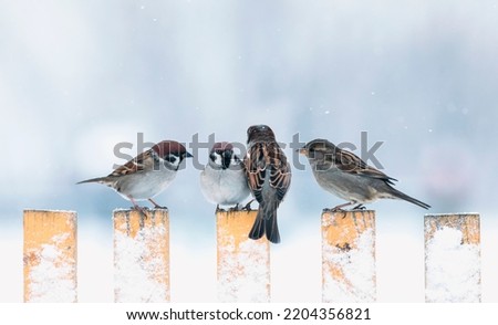 a flock of small birds sparrows sitting on a wooden fence in the winter village garden under the falling snow