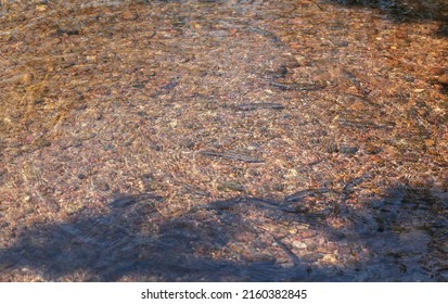Flock Of Small Fish Is In A Shallow River Water, Close Up Photo With Selective Focus