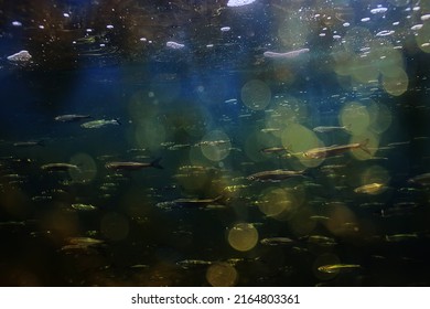 flock of small fish underwater, freshwater bleak fish anchovy seascape