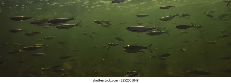 flock of small fish underwater, freshwater bleak fish anchovy seascape - Shutterstock ID 2252505849