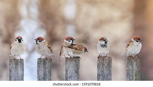 flock of small funny birds sparrows sit on a wooden fence in a row and have fun chatter