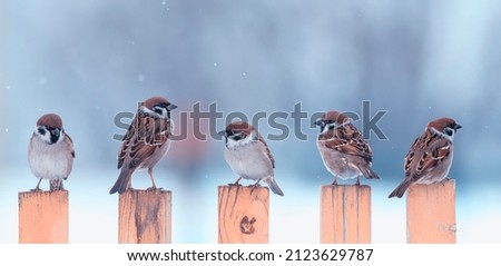 flock of small sparrow birds are sitting on a wooden fence in the village