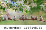 flock of small sparrow chicks sits among the blooming white branches of an apple tree in a spring park